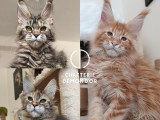 Saillie Maine Coon mâle Red Blotched Tabby inscrit au LOOF