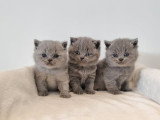 Portée de 3 chatons British Shorthair bleus LOOF à réserver