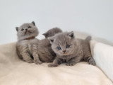 Portée de 3 chatons British Shorthair bleus LOOF à réserver