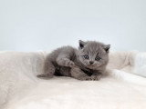 Portée de 3 chatons British Shorthair bleus LOOF à réserver