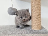 Portée de 3 chatons British Shorthair bleus LOOF à réserver