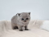 Portée de 3 chatons British Shorthair bleus LOOF à réserver