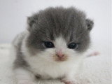 Chaton British Shorthair LOOF bleu et blanc à réserver