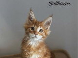 2 chatons Maine Coon red blotched tabby inscrits au LOOF de janvier 2026 à vendre
