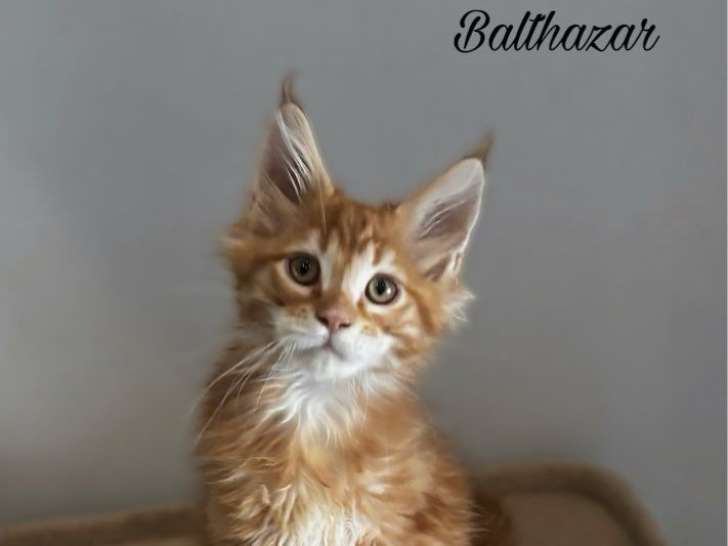 2 chatons Maine Coon red blotched tabby inscrits au LOOF de janvier 2026 à vendre