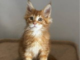 2 chatons Maine Coon red blotched tabby inscrits au LOOF de janvier 2026 à vendre