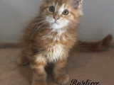 2 chatons Maine Coon red blotched tabby inscrits au LOOF de janvier 2026 à vendre