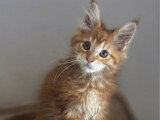 2 chatons Maine Coon red blotched tabby inscrits au LOOF de janvier 2026 à vendre
