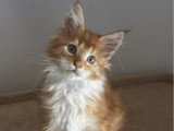 2 chatons Maine Coon red blotched tabby inscrits au LOOF de janvier 2026 à vendre