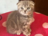 Portée de 6 chatons Scottish Fold et Straight non inscrits au LOOF à réserver