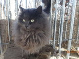 Chat Sibérien bleu pour saillie LOOF né en juin 2022