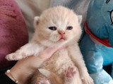 2 chatons British Shorthair femelles LOOF nées en février 2026 à réserver