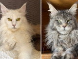 Portée de 5 chatons Maine Coon LOOF nés en mars 2026 à réserver