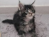 3 chatons Maine Coon mâles à réserver inscrits au LOOF, de février 2026
