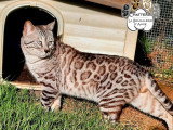 Saillie Bengal mâle seal silver tabby mink LOOF d'août 2023