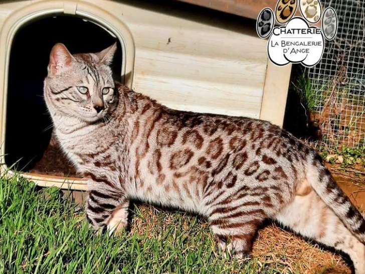 Saillie Bengal mâle seal silver tabby mink LOOF d'août 2023