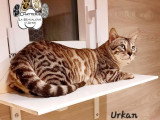 Saillie Bengal mâle seal silver tabby mink LOOF d'août 2023