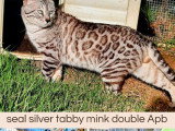Saillie Bengal mâle seal silver tabby mink LOOF d'août 2023