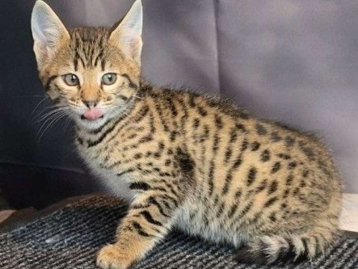 4 chatons Savannah F6 LOOF nés en février 2026 à réserver