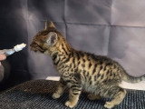4 chatons Savannah F6 LOOF nés en février 2026 à réserver