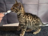4 chatons Savannah F6 LOOF nés en février 2026 à réserver