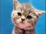 Chaton femelle British Shorthair blue tortie LOOF à vendre, née en février 2026