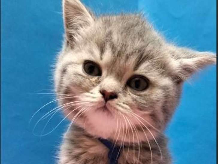 Chaton femelle British Shorthair blue tortie LOOF à vendre, née en février 2026