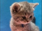 Chaton femelle British Shorthair blue tortie LOOF à vendre, née en février 2026