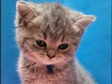 Chaton femelle British Shorthair blue tortie LOOF à vendre, née en février 2026