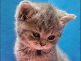 Chaton femelle British Shorthair blue tortie LOOF à vendre, née en février 2026