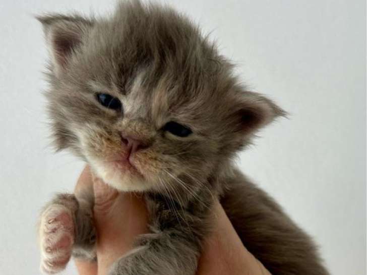 Portée Maine Coon 5 femelles LOOF nées mars 2026 à réserver