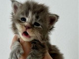 Portée Maine Coon 5 femelles LOOF nées mars 2026 à réserver