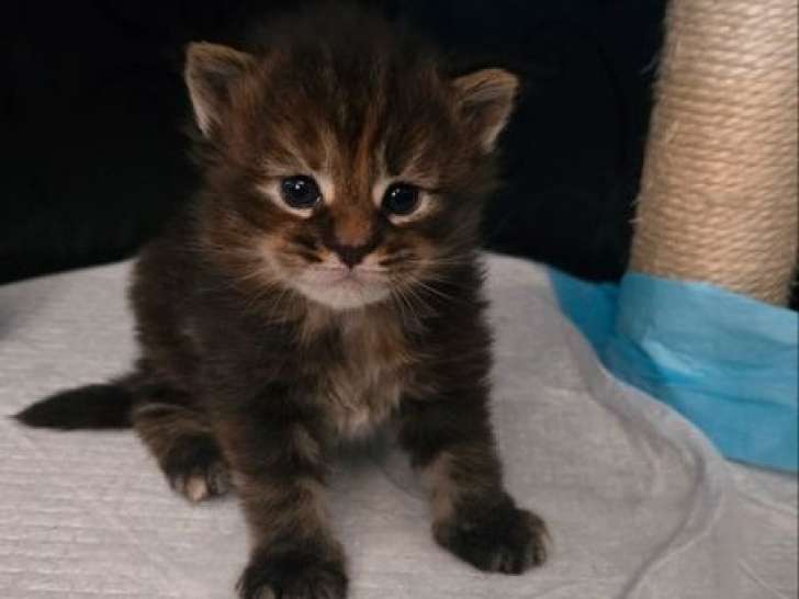 2 chatons femelles Maine Coon LOOF à réserver nées en mars 2026