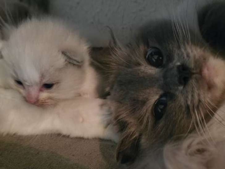 Portée de 4 chatons Ragdoll LOOF bleu mitted et bicolore mars 2026 à réserver