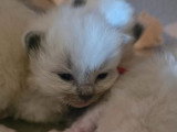 Portée de 4 chatons Ragdoll LOOF bleu mitted et bicolore mars 2026 à réserver