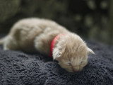 Chaton Maine Coon mâle à réserver inscrit au LOOF né en mars 2026