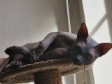 Chat mâle Sphynx pour saillie