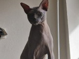 Chat mâle Sphynx pour saillie