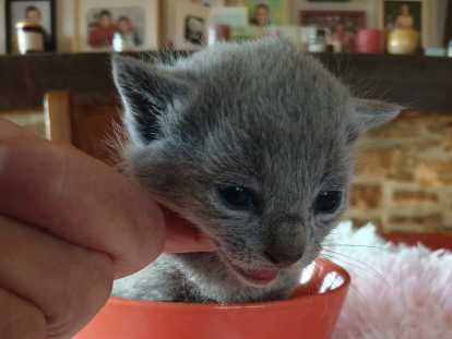 Chaton bleu russe