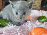 Chaton bleu russe