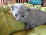 Chaton bleu russe