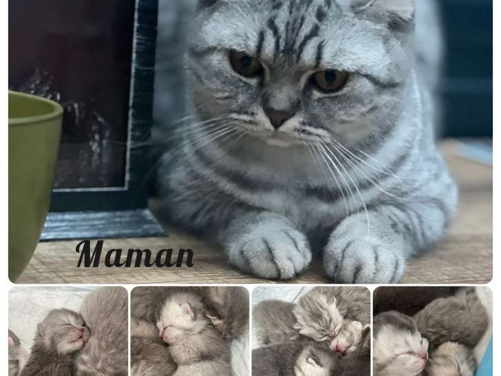 Chatons de type British Shorthair à vendre (3 femelles & 3 mâles)