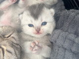 Chatons de type British Shorthair a réserver  (3 femelles & 3 mâles)