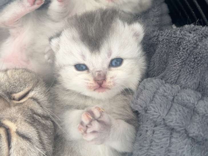 Chatons de type British Shorthair a réserver (3 femelles & 3 mâles)