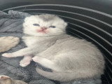 Chatons de type British Shorthair a réserver (3 femelles & 3 mâles)