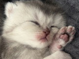 Chatons de type British Shorthair a réserver  (3 femelles & 3 mâles)