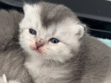 Chatons de type British Shorthair a réserver  (3 femelles & 3 mâles)