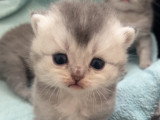 Chatons de type British Shorthair a réserver  (3 femelles & 3 mâles)
