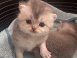 Chatons de type British Shorthair a réserver  (3 femelles & 3 mâles)