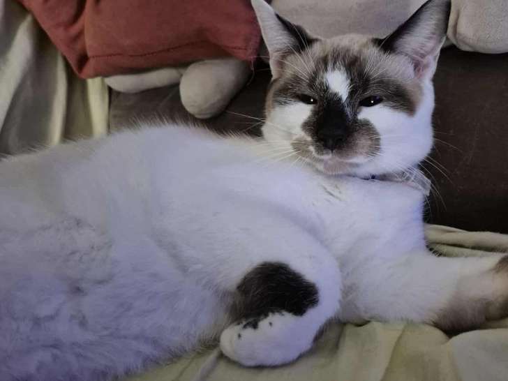 Praline, jeune chatte à adopter en association